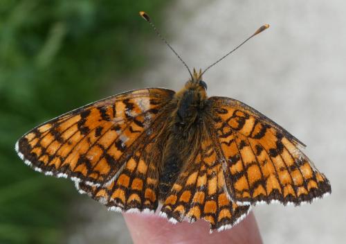 Réf. 204 996 : Melitaea phoebe